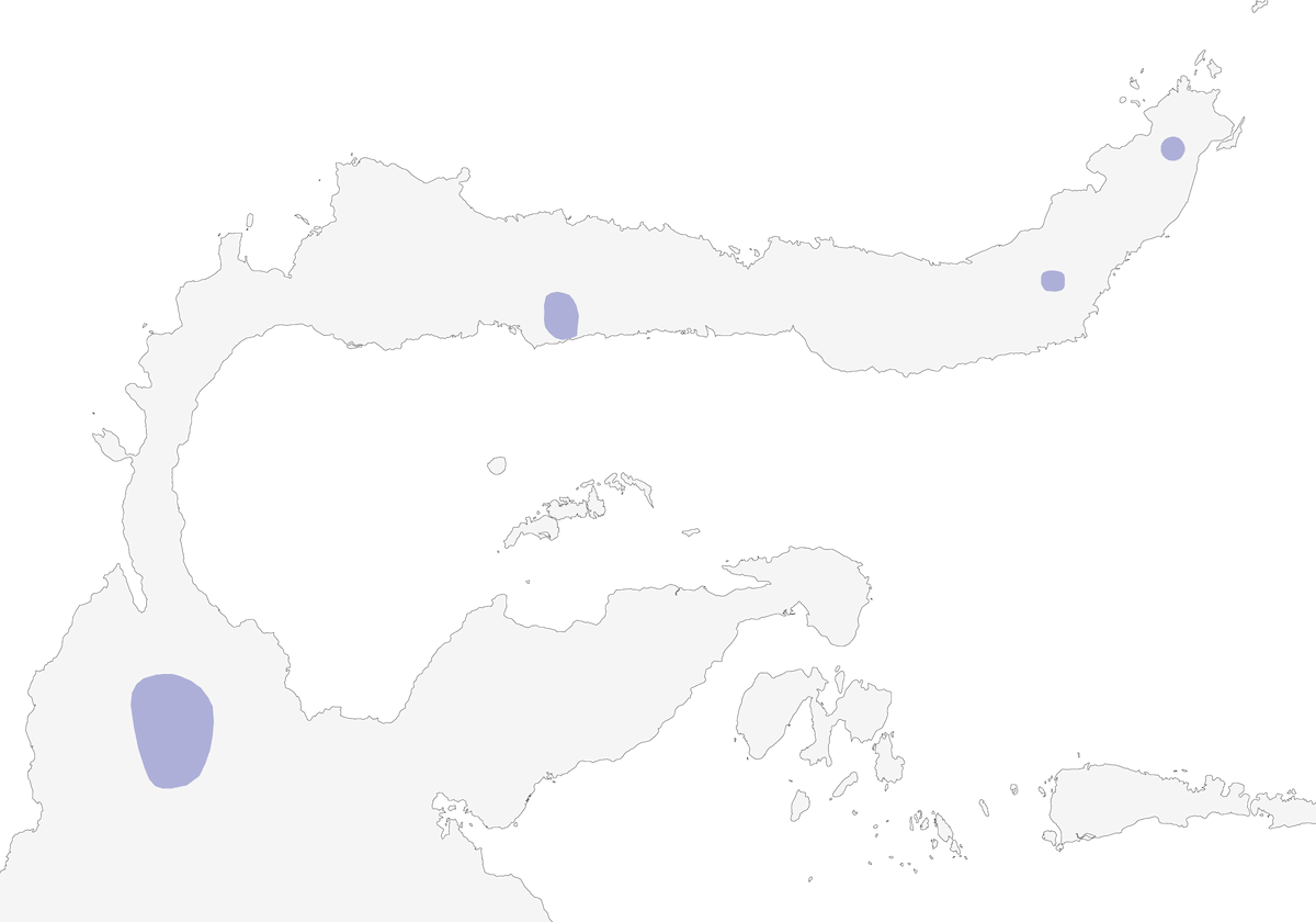 Engoulevent diabolique, Distribution 1