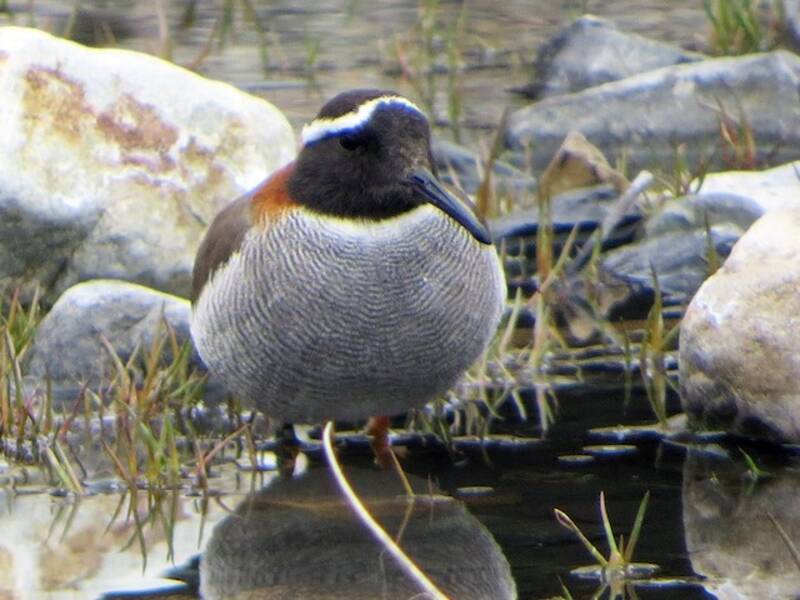 Chorlito diademado