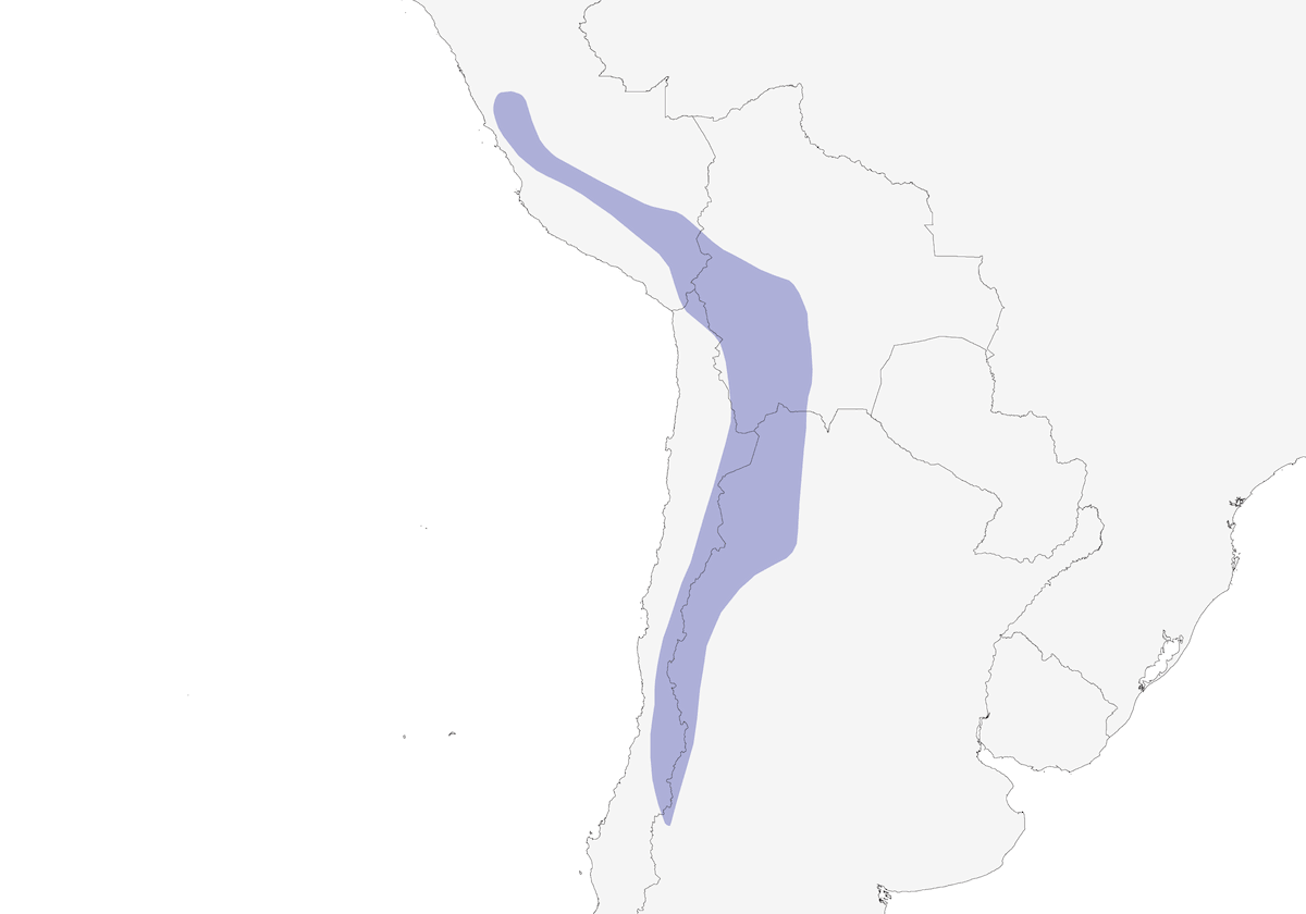 Chorlito diademado, Distribución 1