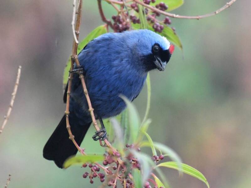 Tangara diadema