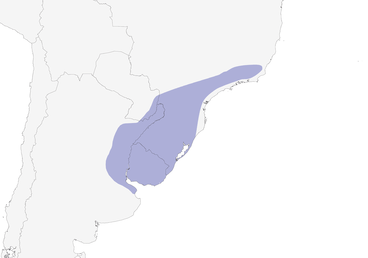 Tangara diadémé, Distribution 1