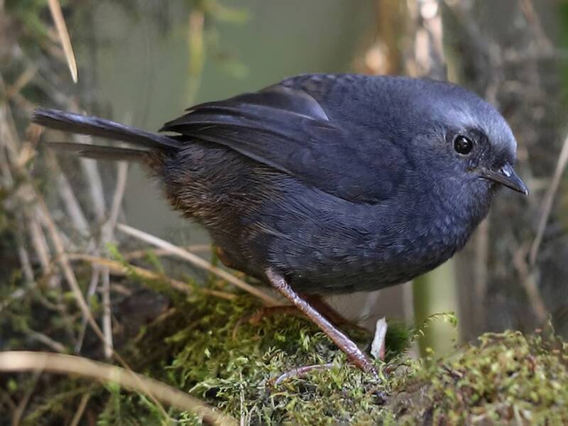 Diademed Tapaculo, Photos 2