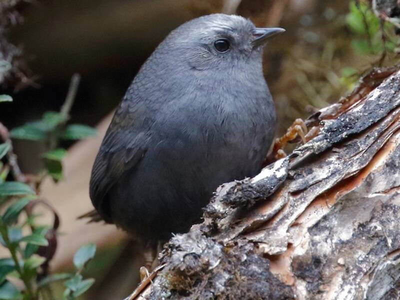 Diademed Tapaculo, Photos 4