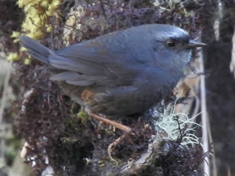 Diademed Tapaculo, Photos 3