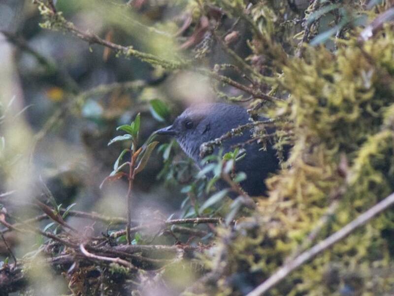 Diademed Tapaculo