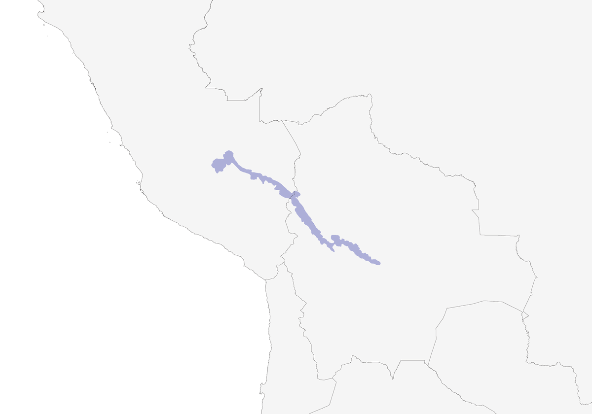 Diademed Tapaculo, Distribution 1