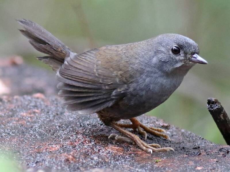 Diamantina-Tapaculo, Fotos 2