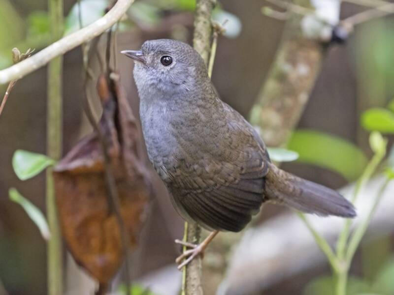 Diamantina-Tapaculo, Fotos 4