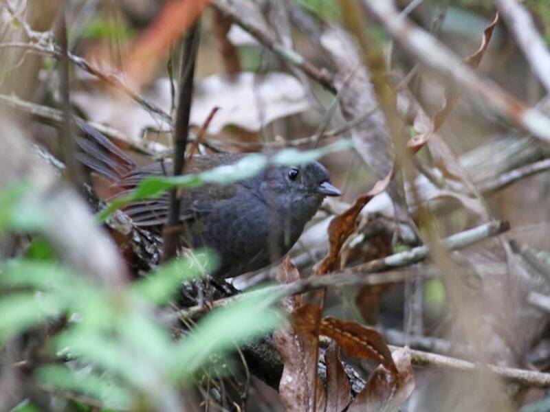 Diamantina-Tapaculo