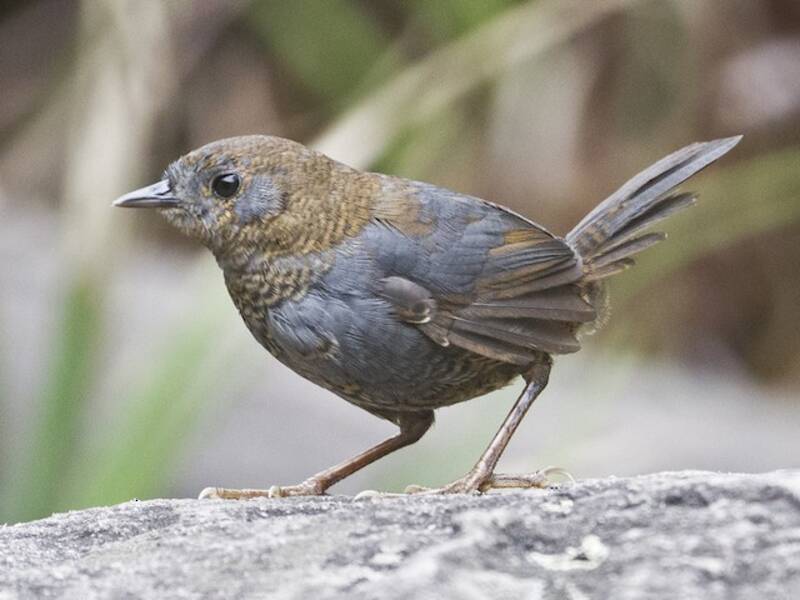 Diamantina-Tapaculo, Fotos 3