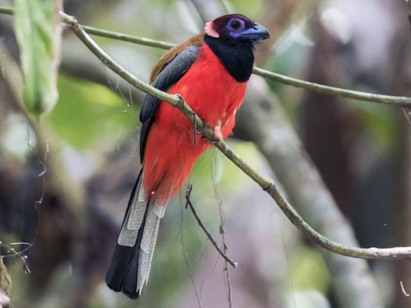 Diards Trogon
