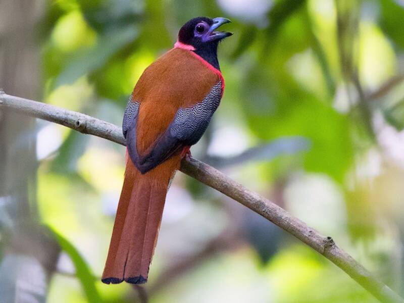 Diard's Trogon, Photos 3