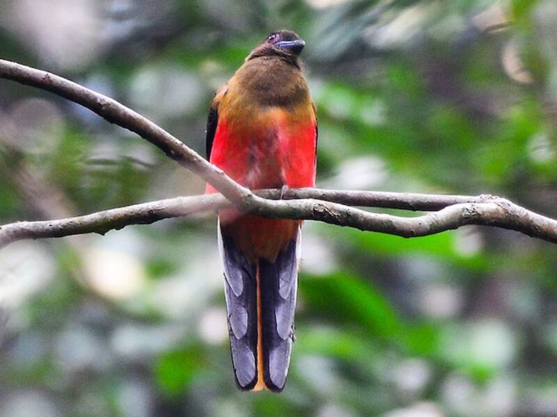 Diard's Trogon, Photos 4