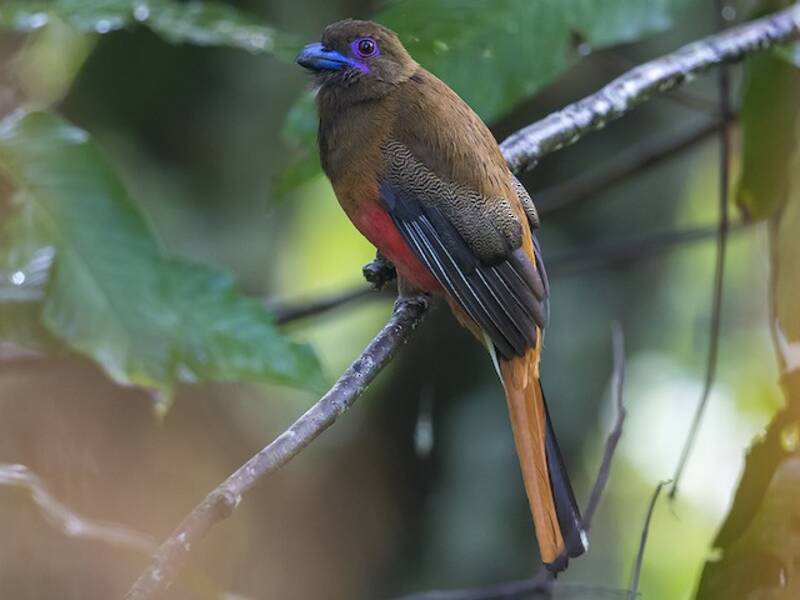 Diard's Trogon, Photos 2