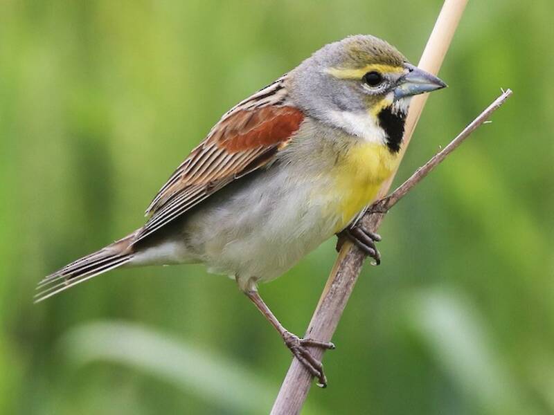 Dickcissel, 照片 2