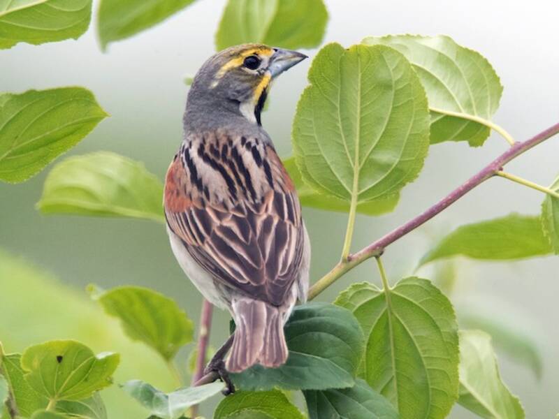 Dickcissel