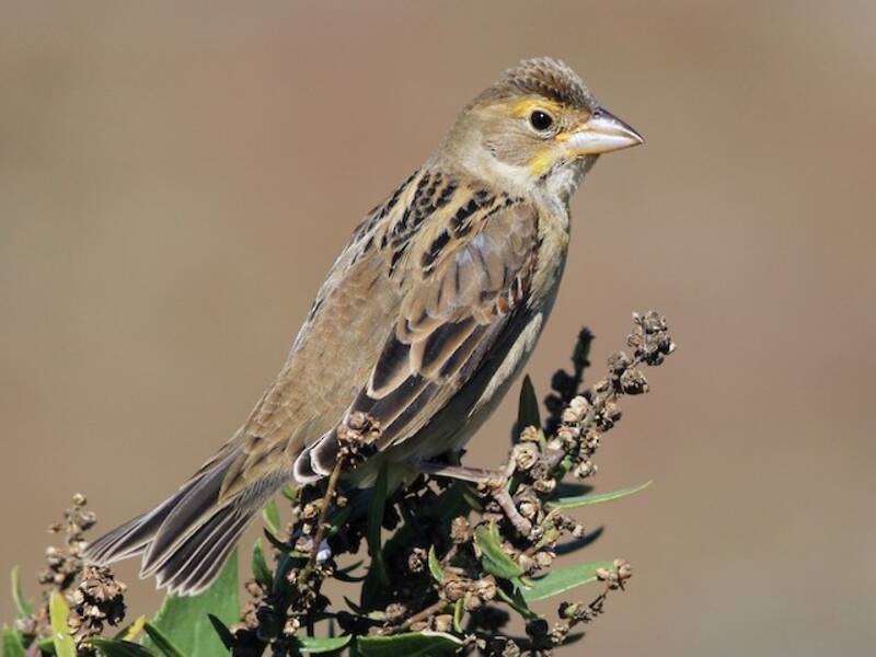 Dickcissel, 照片 4
