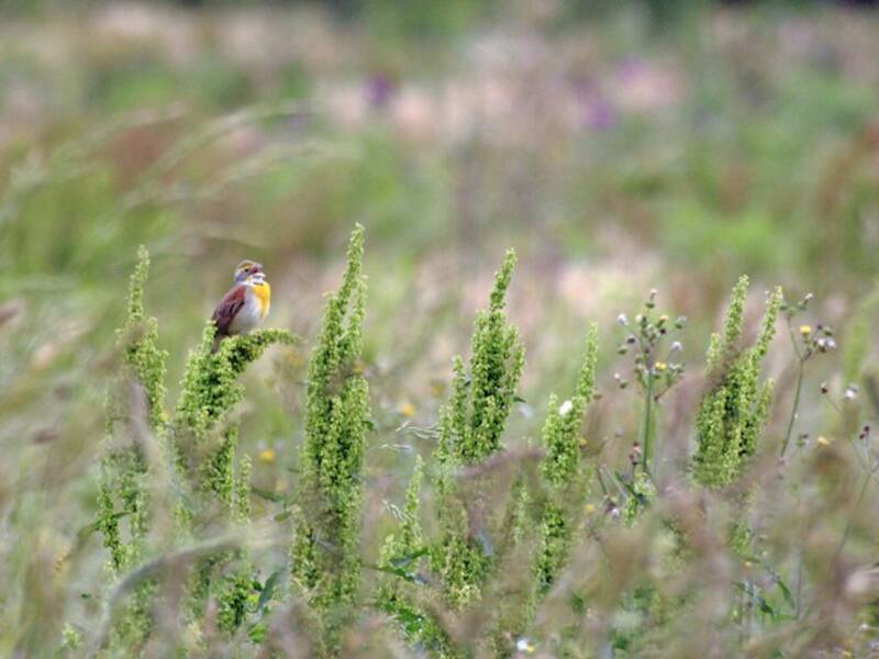 Dickcissel, 照片 3