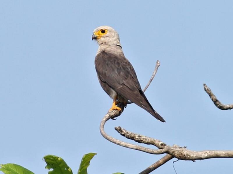 Gheppio di Dickinson, Foto 2