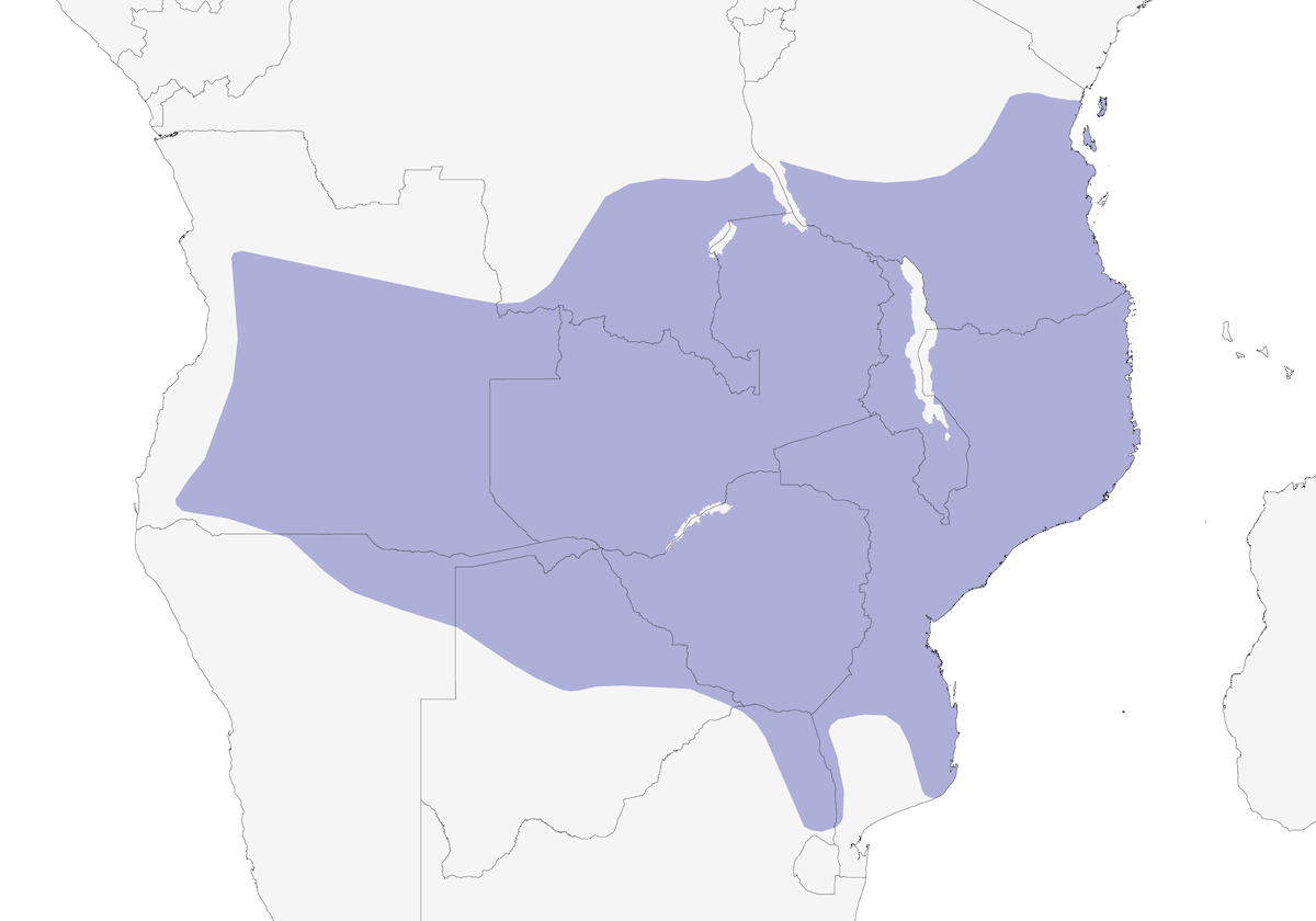 Gheppio di Dickinson, Distribuzione 1