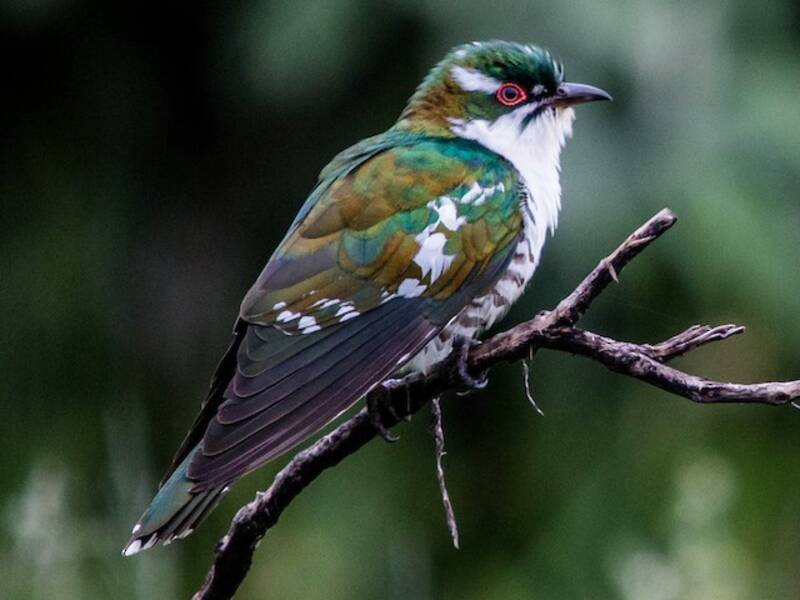 Dideric Cuckoo, 照片 2