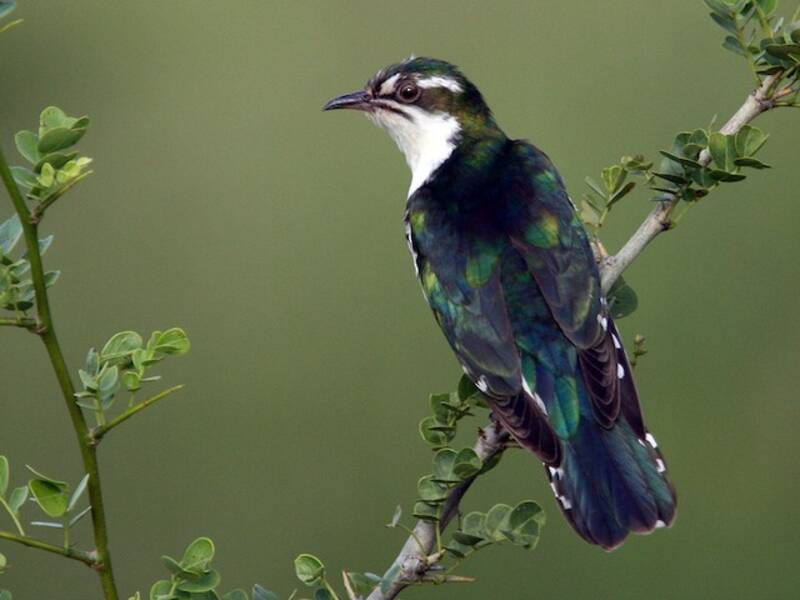 Dideric Cuckoo, 照片 4