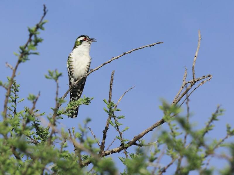 Dideric Cuckoo, 照片 3