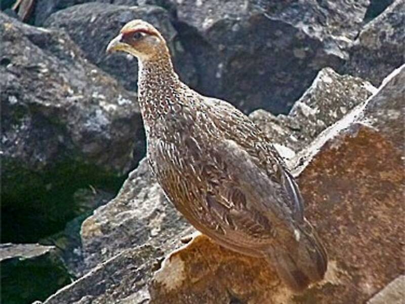Dschibuti-Spornhuhn, Fotos 4