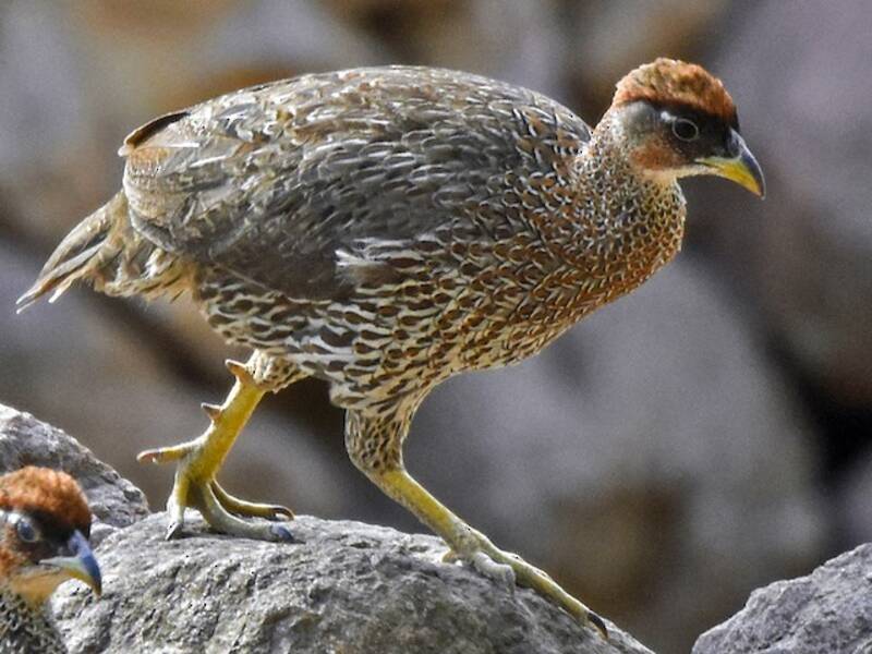 Djibouti Spurfowl (Pternistis ochropectus)