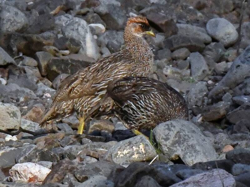 Dschibuti-Spornhuhn, Fotos 3