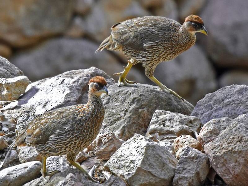 Dschibuti-Spornhuhn, Fotos 2