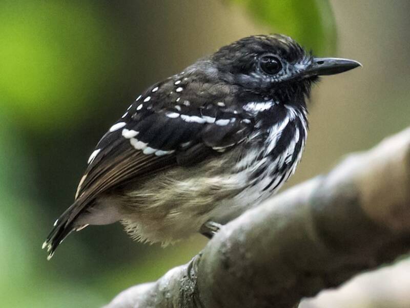 Dot-backed Antbird, Photos 3