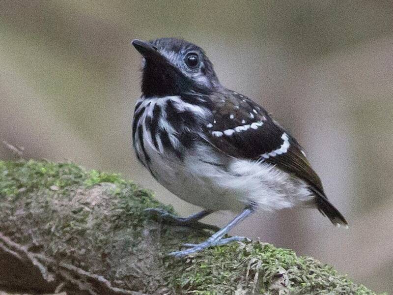 Dot-backed Antbird, Photos 2