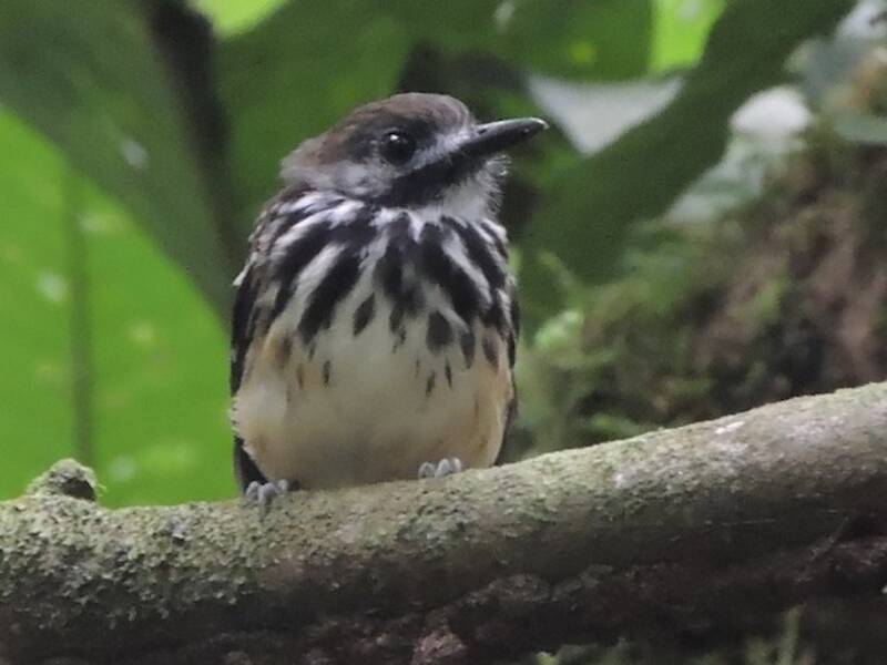 Tupfenrücken-Ameisenvogel