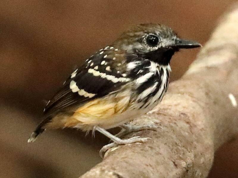 Dot-backed Antbird, Photos 4