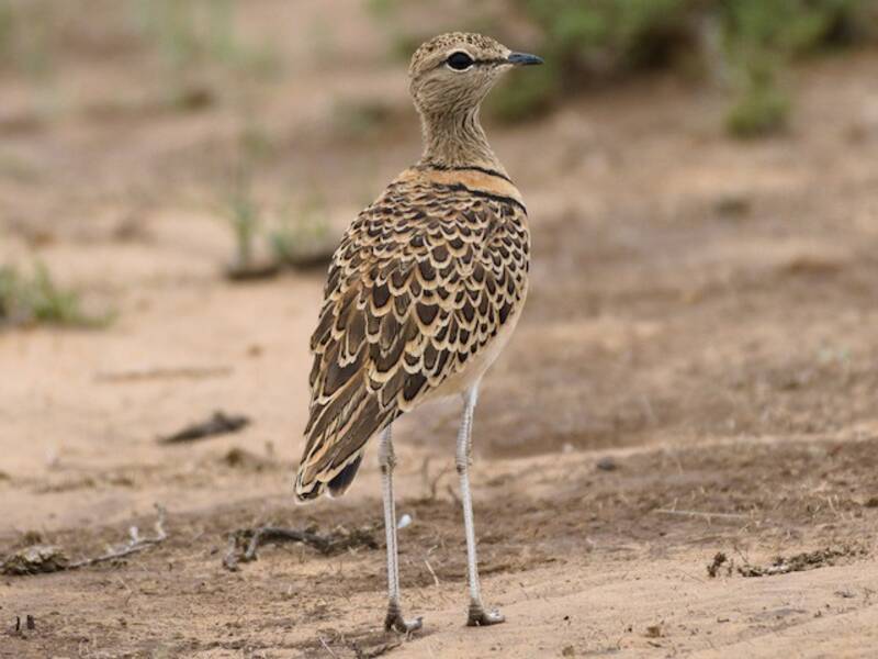 Double-banded Courser, Photos 3