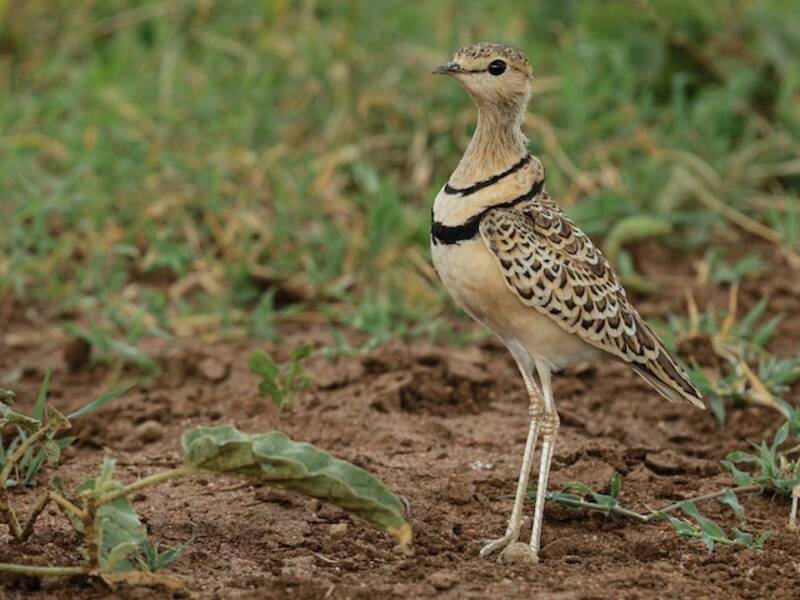 Double-banded Courser