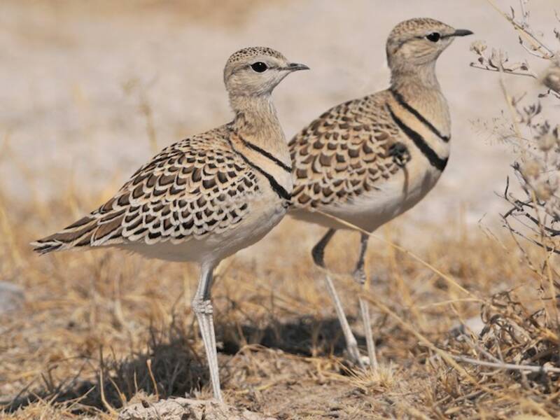 Double-banded Courser, Photos 2