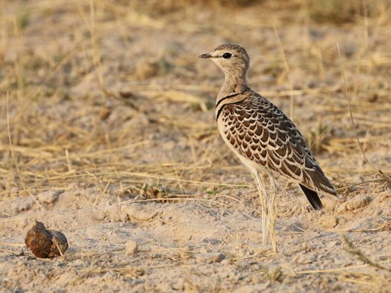 Double-banded Courser, Photos 4
