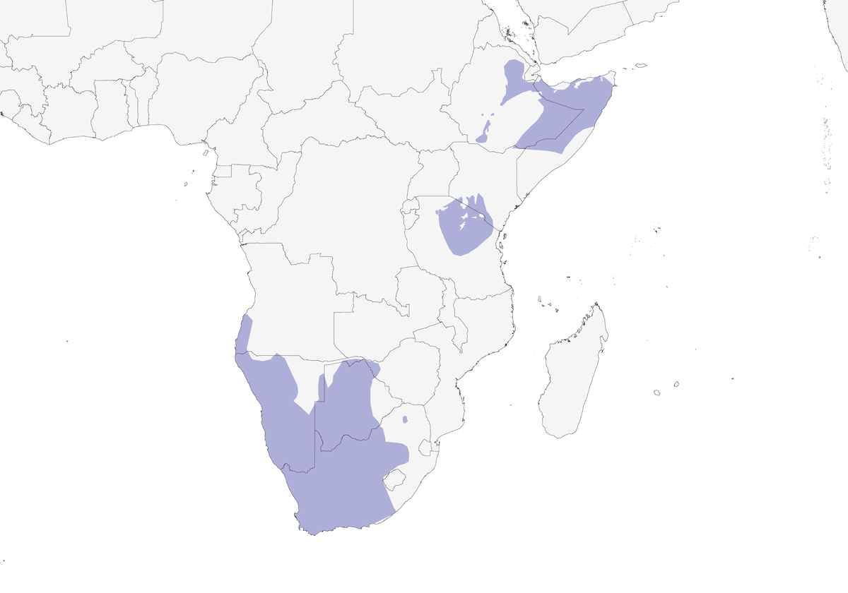 Double-banded Courser, Distribution 1