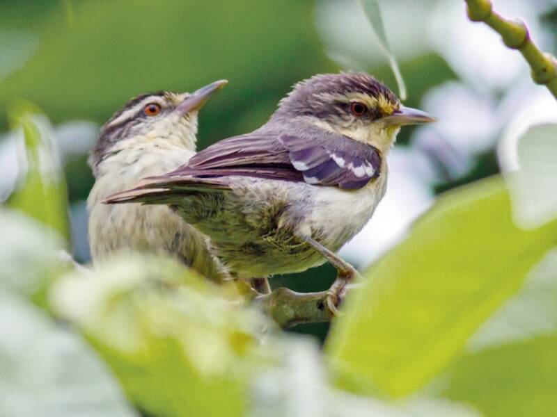 Double-banded Graytail, Photos 3