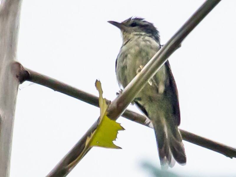 Double-banded Graytail, Photos 2