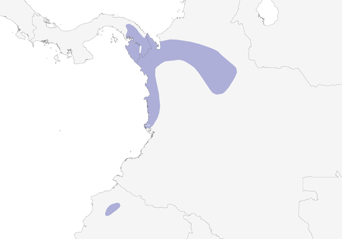 Double-banded Graytail, Distribution 1