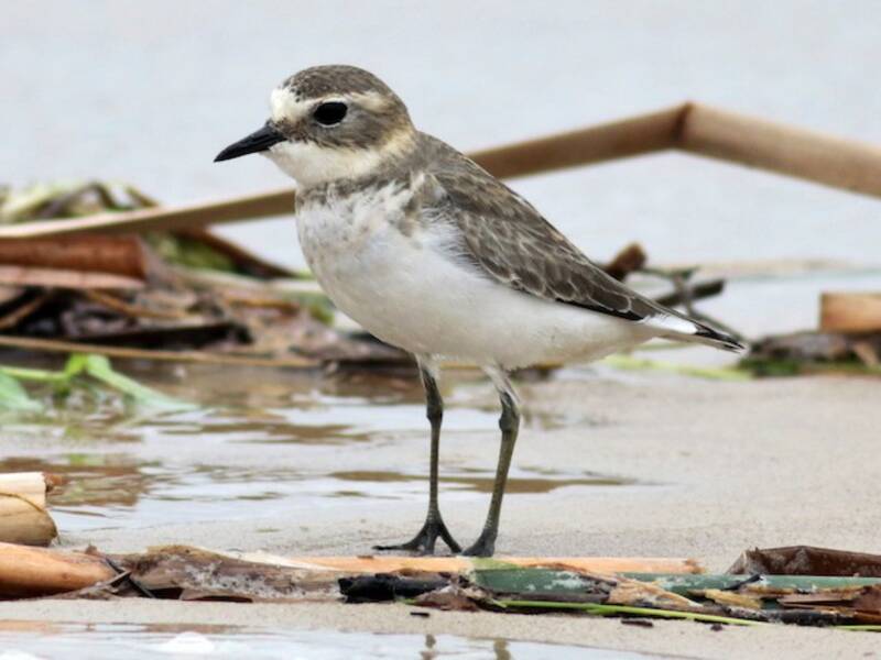 Double-banded Plover (Anarhynchus bicinctus)