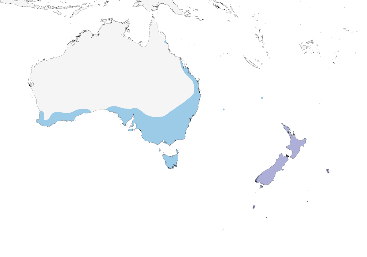 Pluvier anadema, Distribution 1