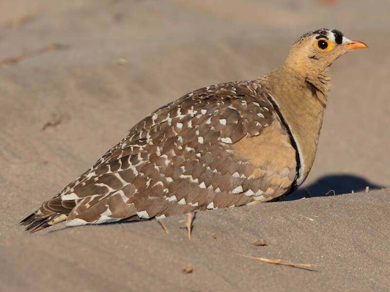 Double-banded Sandgrouse, 照片 3