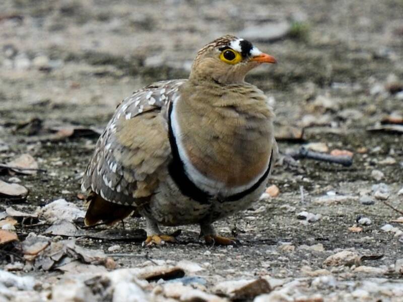 Double-banded Sandgrouse, 照片 2