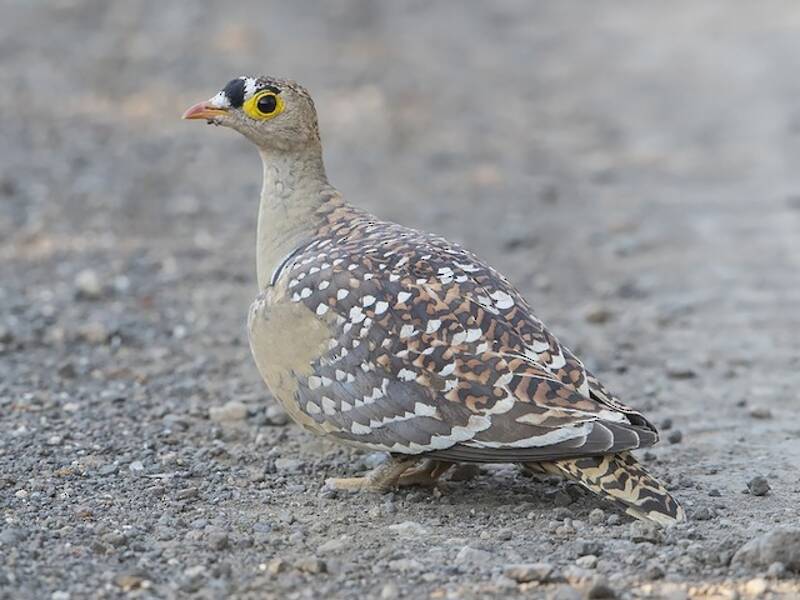 Double-banded Sandgrouse, 照片 4