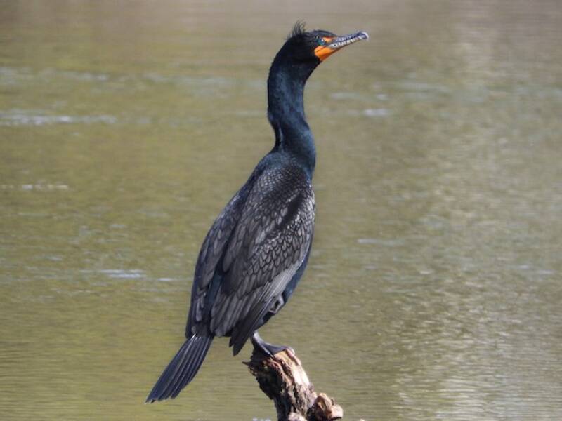 Double-crested Cormorant, Photos 3