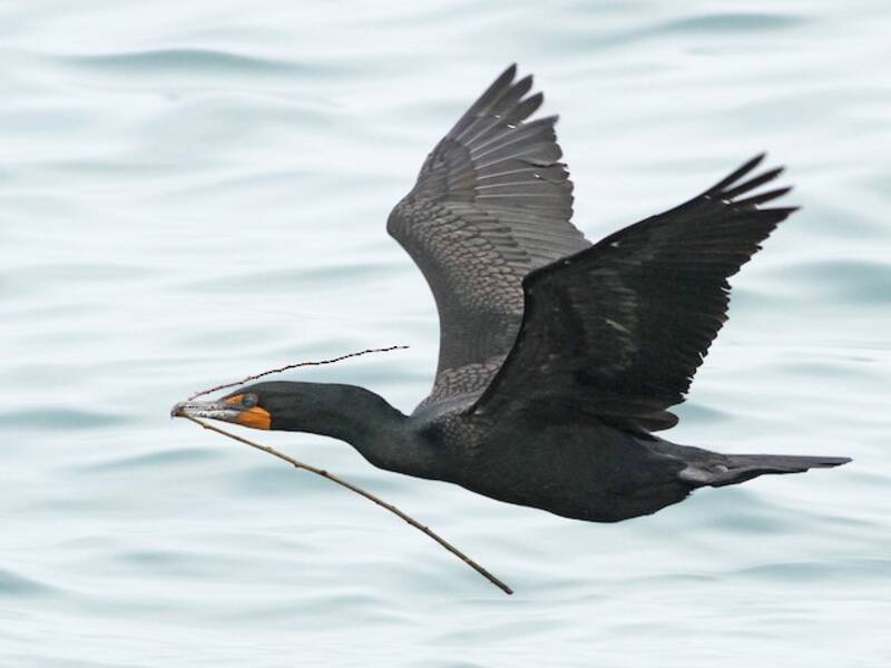 Double-crested Cormorant, Photos 4